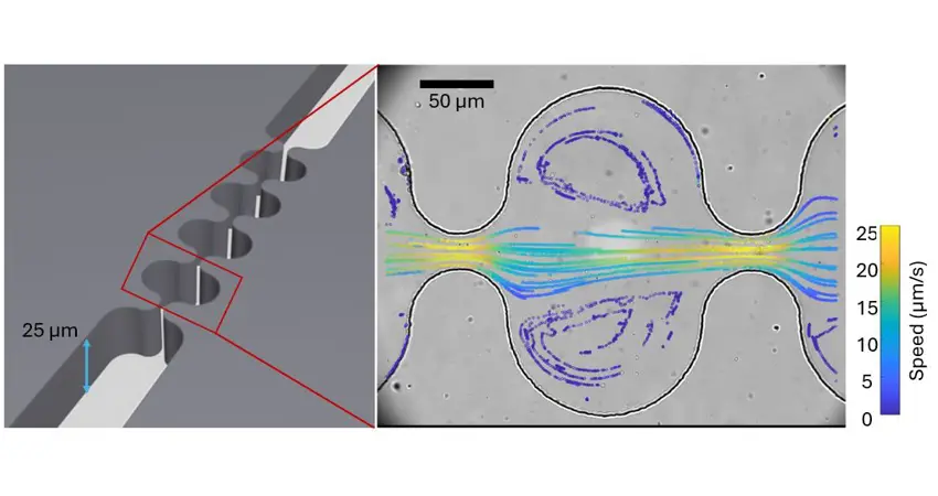 Illustration of a microchannel. The openings and constrictions mimic pores in soil and the throats between them. Right: Image of one “pore” under a microscope. The coloured trails show the paths followed by tracer particles in the fluid.