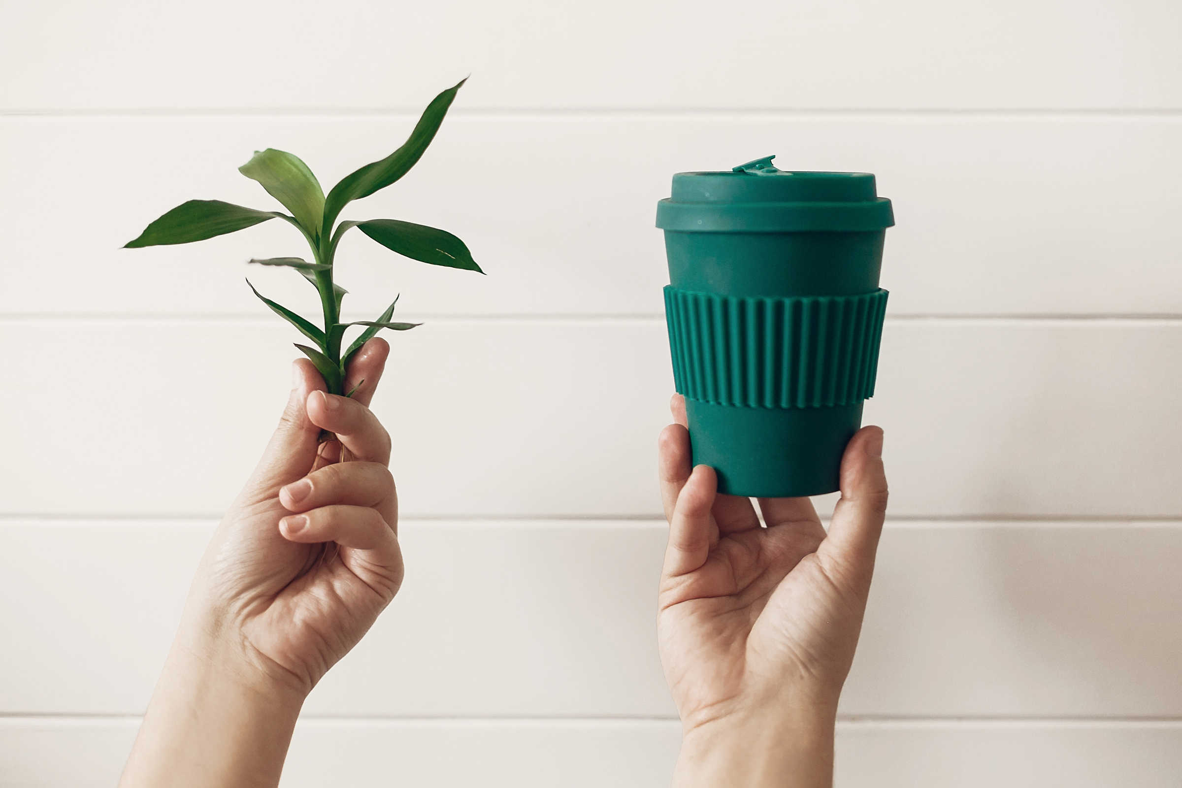 Hands holding stylish reusable eco coffee cup and green bamboo leaves on white wooden background