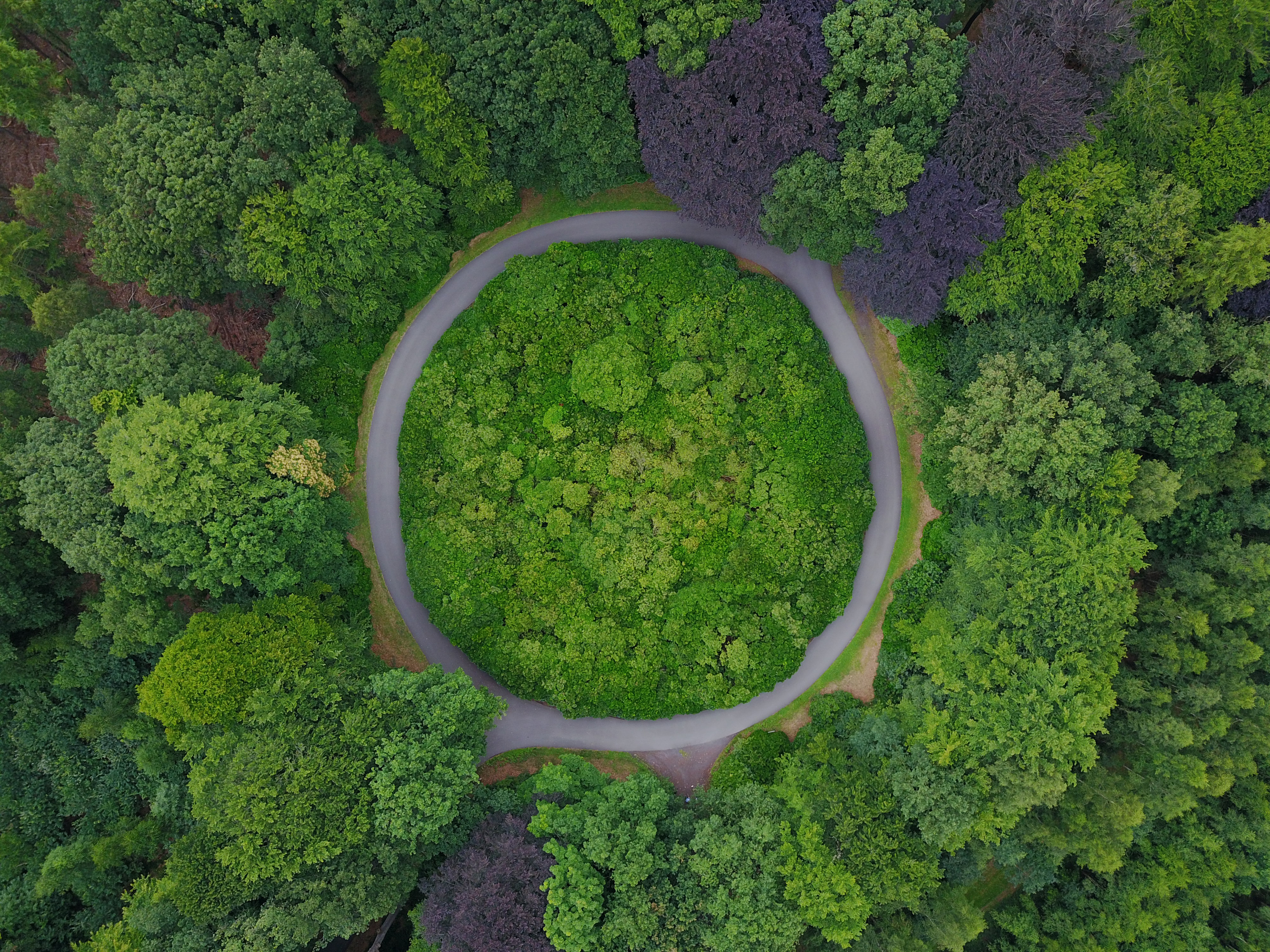 A stock image featuring trees from an ariel view and a circular pathway.