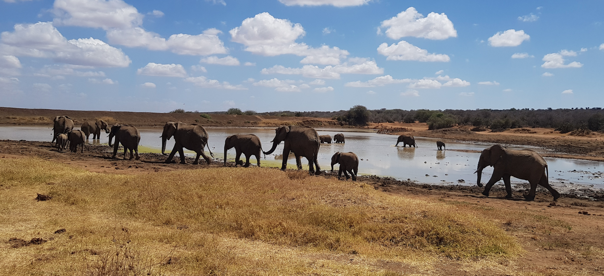 Elephants around a dam in Kenya