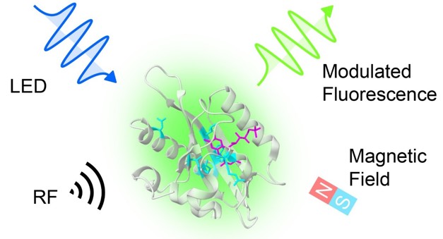 Magneto-sensitive Fluorescent Proteins (MFP) can be excited by light, here delivered by a blue LED. They emit a fluorescent light of a different colour (green). The intensity of this fluorescence can be modulated by applying magnetic or radio frequency (RF) fields of appropriate strengths and frequency. Credit: Gabriel Abrahams.