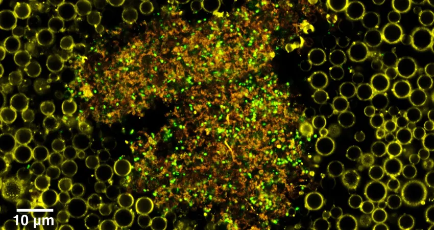 Nanodroplets blown up into nanobubbles. Credit: Christopher Campbell.